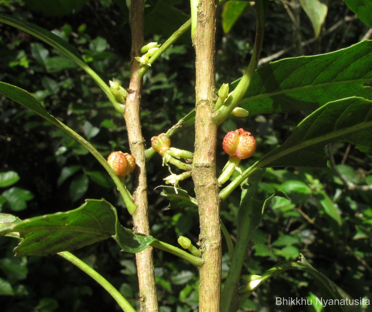 Agrostistachys indica Dalzell